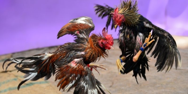 bet 69 KM Game Bài 3d