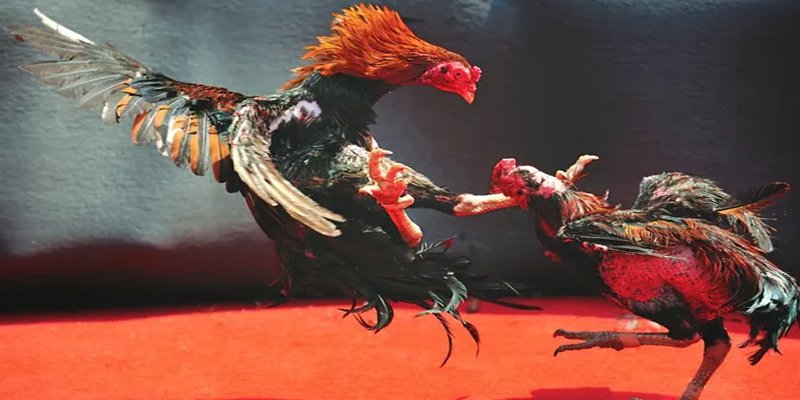 bet 69 bắn cá h5 chơi ngay