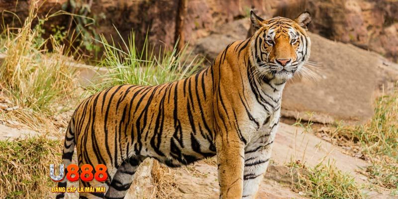 bet 69 xổ số bình thuận