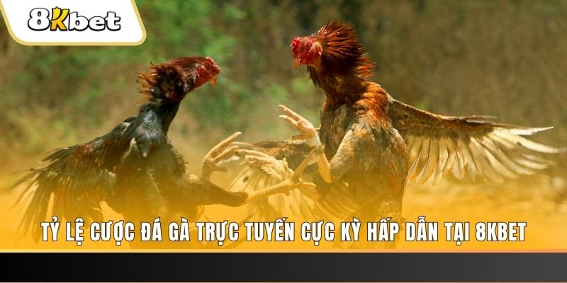 bet 69 c1 gà chọi