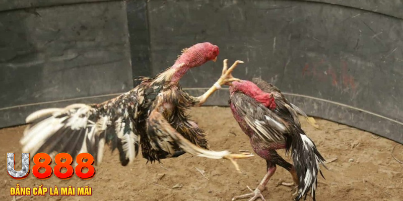 bet 69 đăng nhập tiến lên miền nam số 1